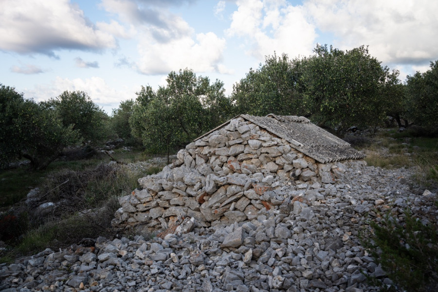stoljetni maslinik obitelji Ramov