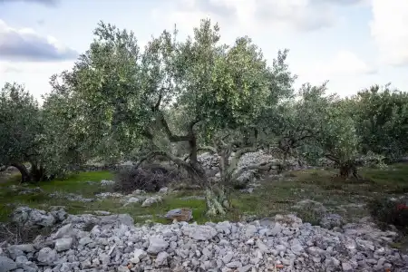 Najbolje sorte maslina za Dalmaciju - vodič za one koji tek počinju