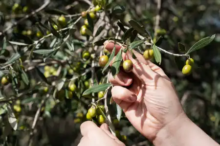 Maslinovo ulje zimi – kako ga koristiti za imunitet, zdravlje i toplinu u veljači