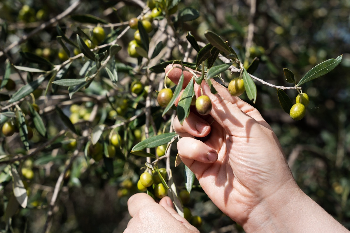 Maslinovo ulje zimi – kako ga koristiti za imunitet, zdravlje i toplinu u veljači