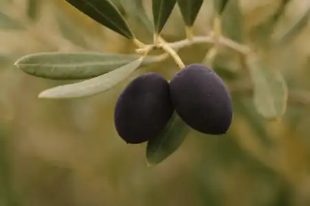 Maslina Krvavica: Kompletan vodič za podrijetlo, uzgoj i karakteristično ulje ove autohtone dalmatinske sorte